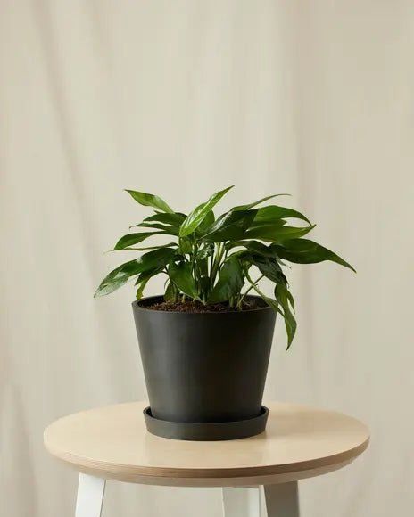 Bloomscape Baltic Blue Pothos Plant With Pot In Black