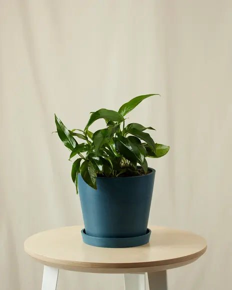 Bloomscape Baltic Blue Pothos Plant With Pot