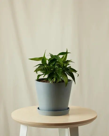 Bloomscape Baltic Blue Pothos Plant With Pot In Grey