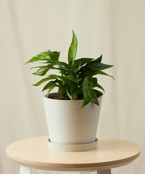 Bloomscape Baltic Blue Pothos Plant With Pot In Grey