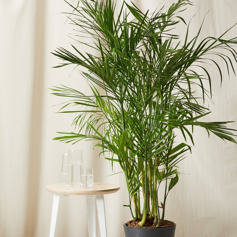 Bloomscape Bamboo Palm Plant With Pot In Grey
