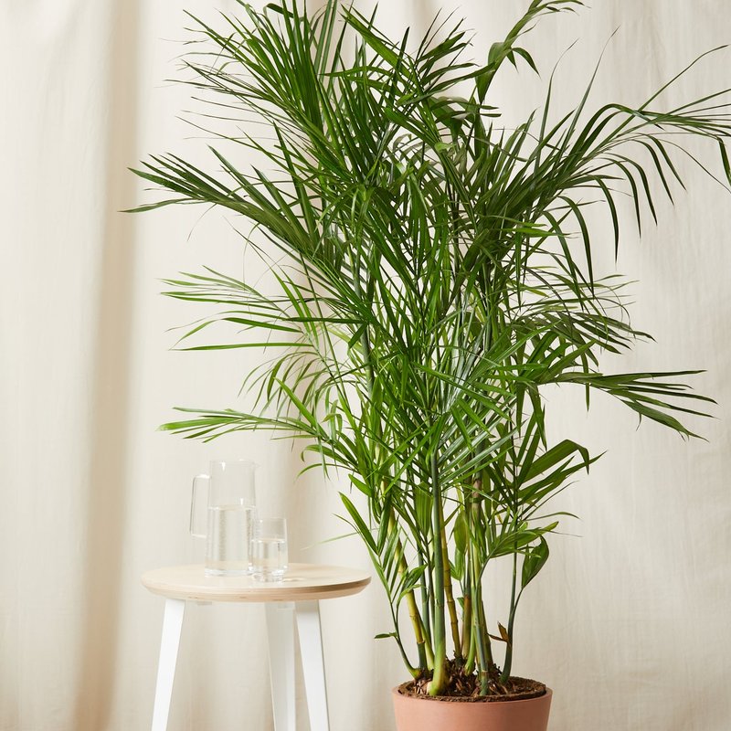 Bloomscape Bamboo Palm Plant With Pot In Brown
