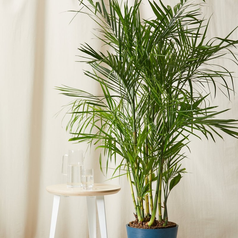 Bloomscape Bamboo Palm Plant With Pot In Blue