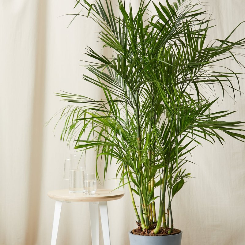 Bloomscape Bamboo Palm Plant With Pot In Grey