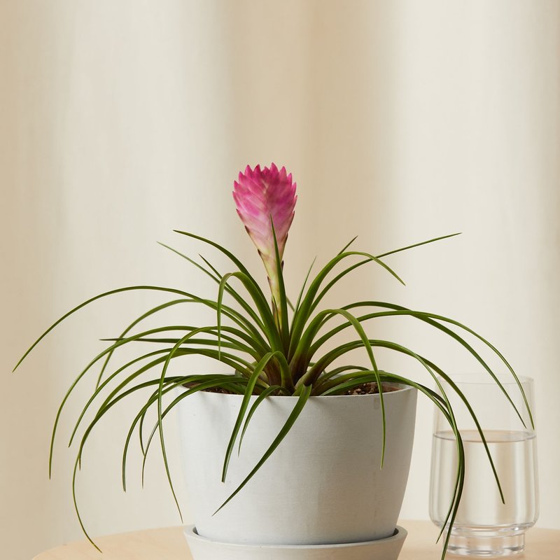 Bloomscape Bromeliad Summer Plant With Pot In Grey