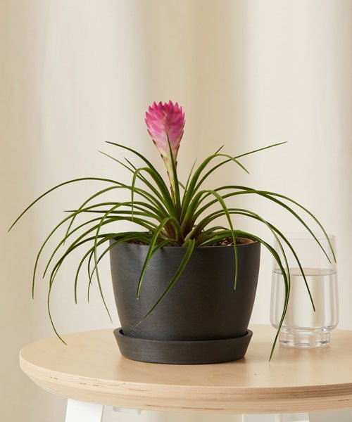 Shop Bloomscape Bromeliad Summer Plant With Pot In Grey