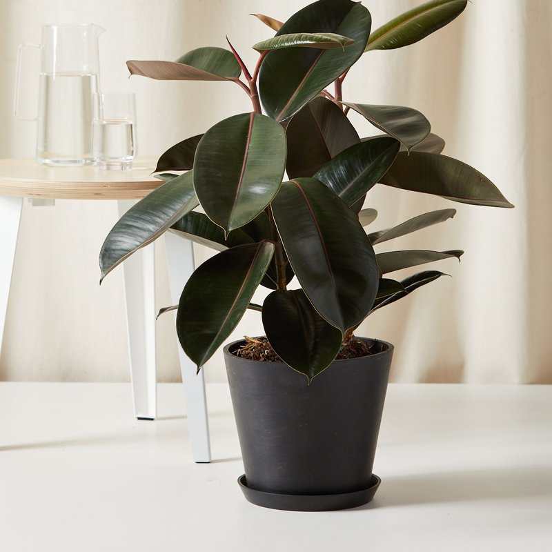Bloomscape Burgundy Rubber Tree With Pot In Grey