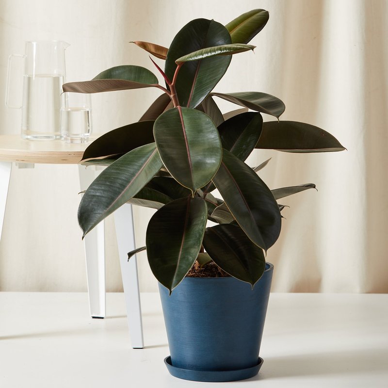 Bloomscape Burgundy Rubber Tree With Pot In Blue