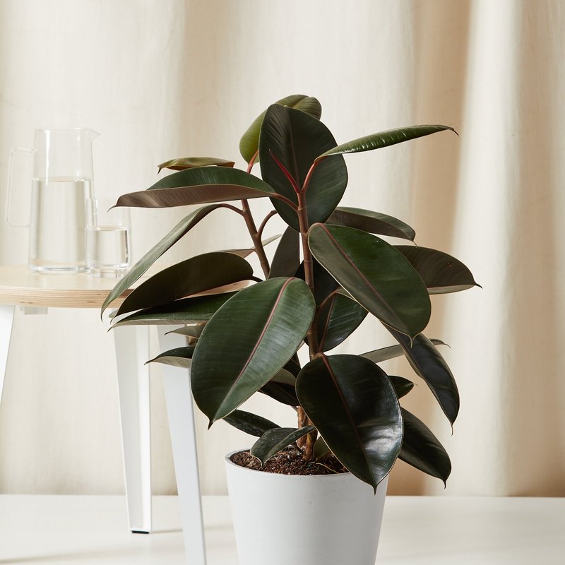 Bloomscape Burgundy Rubber Tree With Pot In Grey