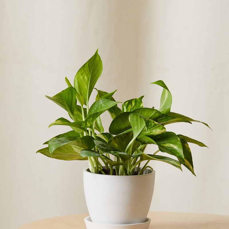Bloomscape Golden Pothos Plant With Pot In White