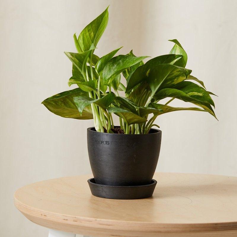 Bloomscape Golden Pothos Plant With Pot In Grey