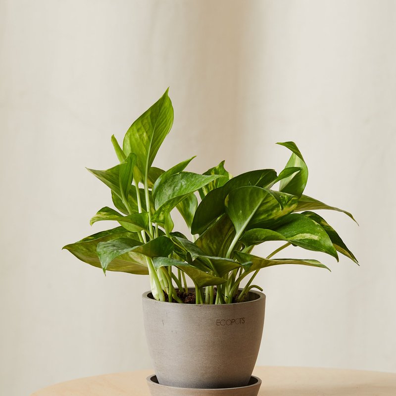 Bloomscape Golden Pothos Plant With Pot In Brown