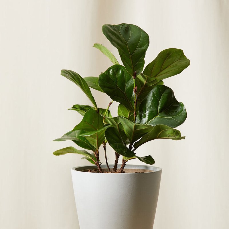 Bloomscape Little Fiddle Leaf Fig Plant With Pot In Gray