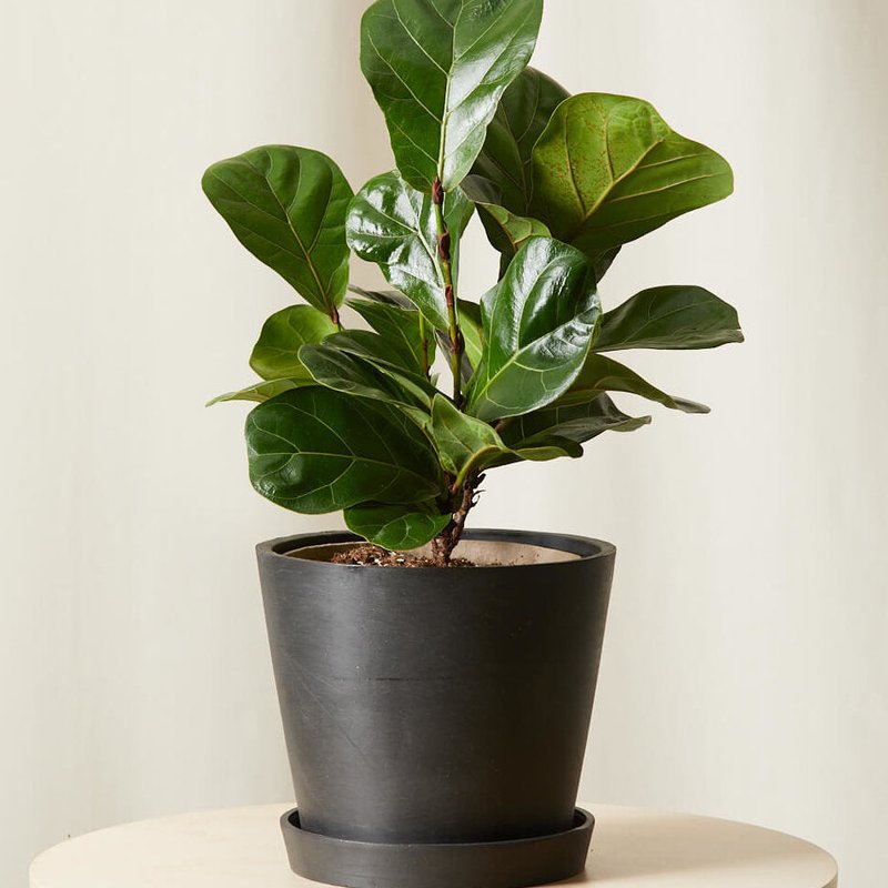 Bloomscape Little Fiddle Leaf Fig Plant With Pot In Grey