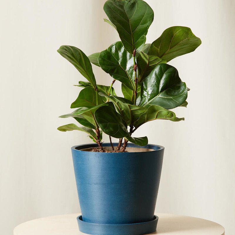 Bloomscape Little Fiddle Leaf Fig Plant With Pot In Blue