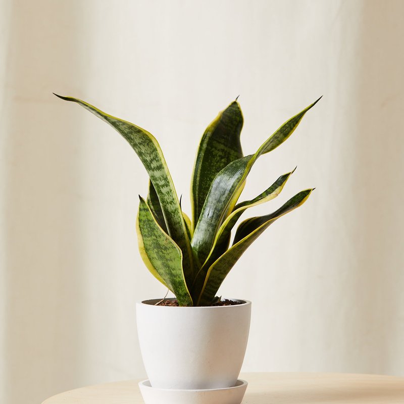 Bloomscape Mini Sanseveria Plant With Pot In White
