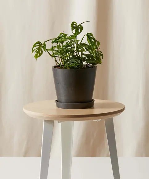 Bloomscape Monstera Adansonii Plant With Pot In Grey