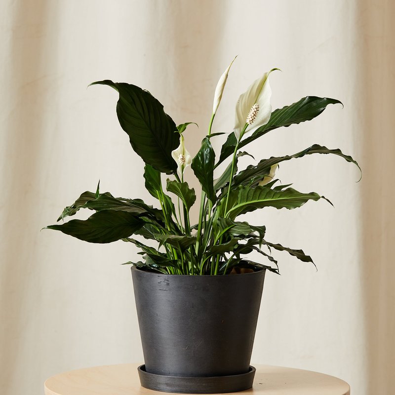 Bloomscape Peace Lily In Blue