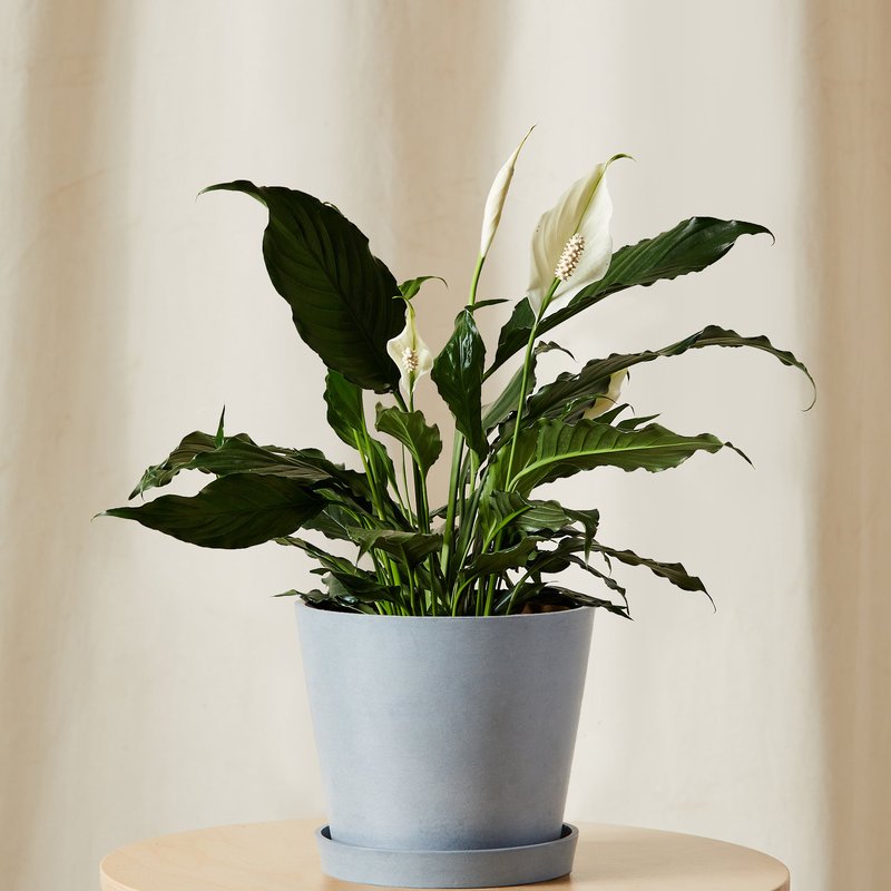 Bloomscape Peace Lily In Blue