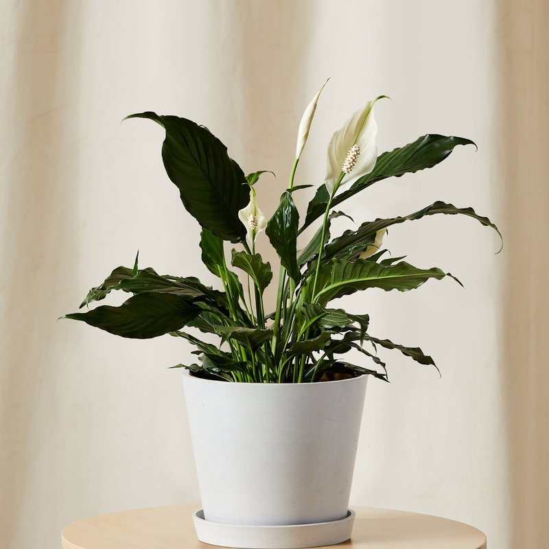 Bloomscape Peace Lily In White