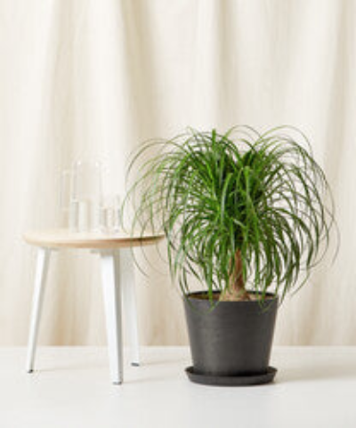Bloomscape Ponytail Palm Tree In Blue