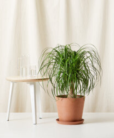 Bloomscape Ponytail Palm Tree In Brown