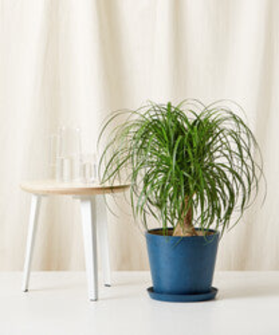 Bloomscape Ponytail Palm Tree In Blue