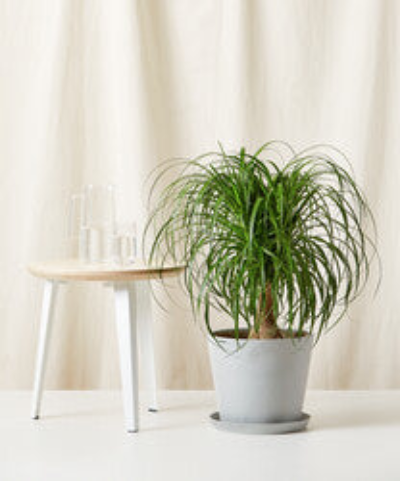Bloomscape Ponytail Palm Tree In Grey