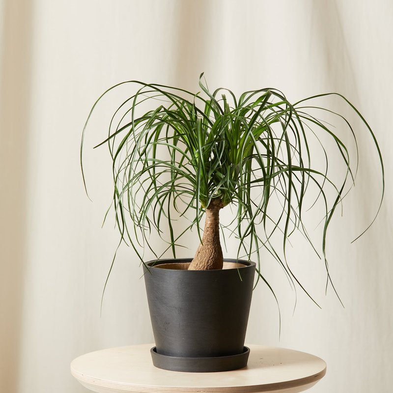 Bloomscape Ponytail Palm In Blue
