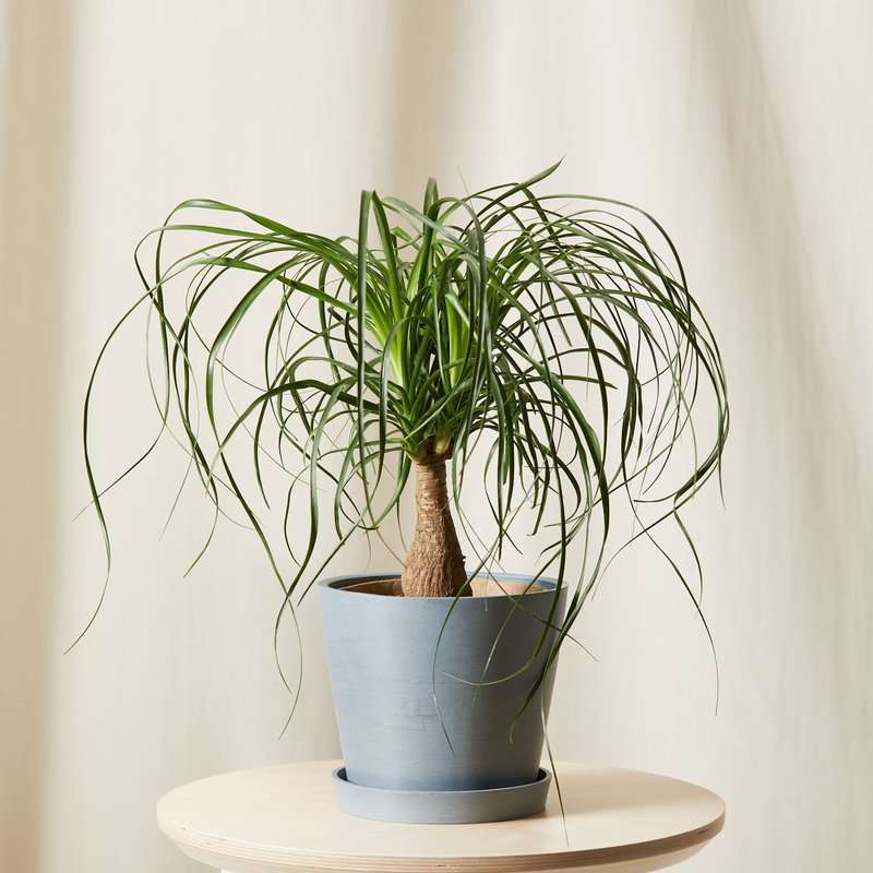 Bloomscape Ponytail Palm In Blue