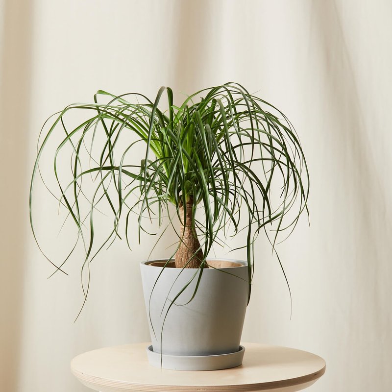 Bloomscape Ponytail Palm In Grey