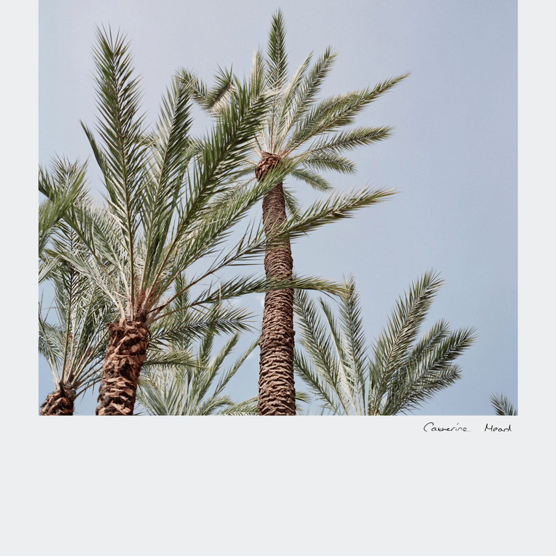 Catherine Mead Royal Palms