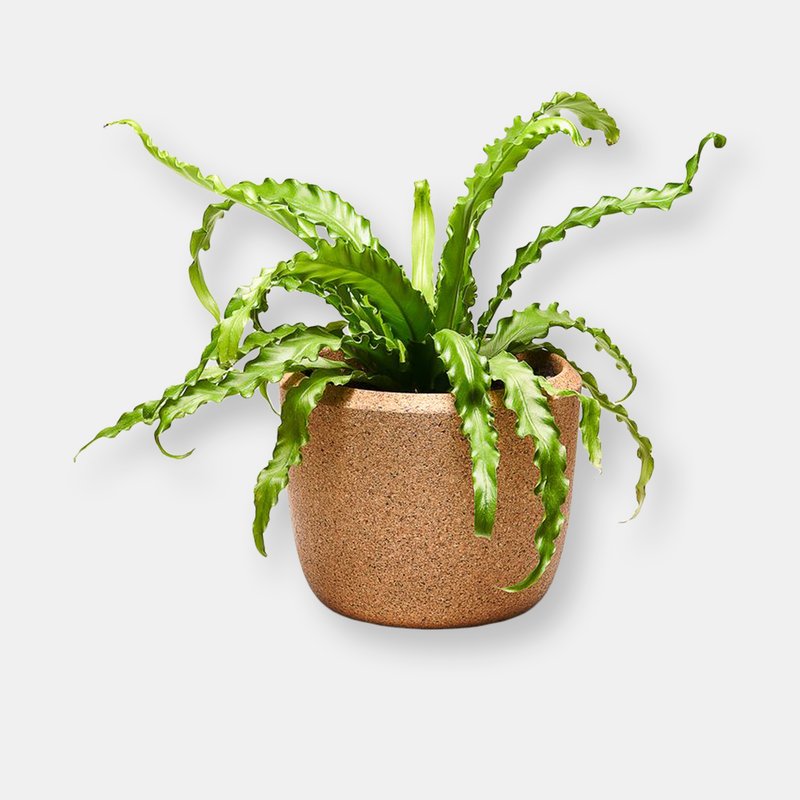 Craighill Cloud Planter In Brown