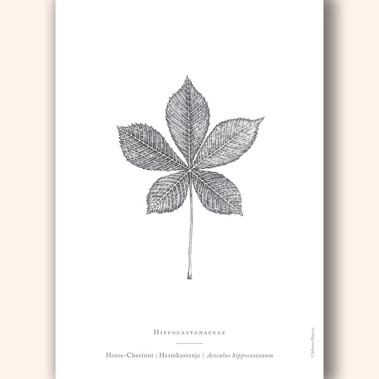 Horse Chestnut Leaf Art Print