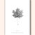 Norway Maple Leaf Art Print