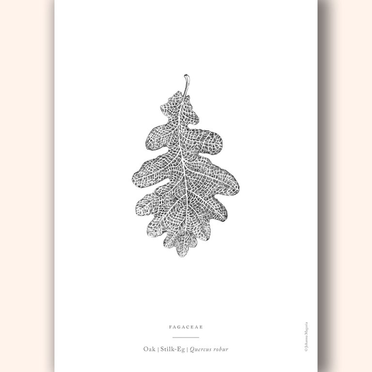 Oak Leaf Art Print