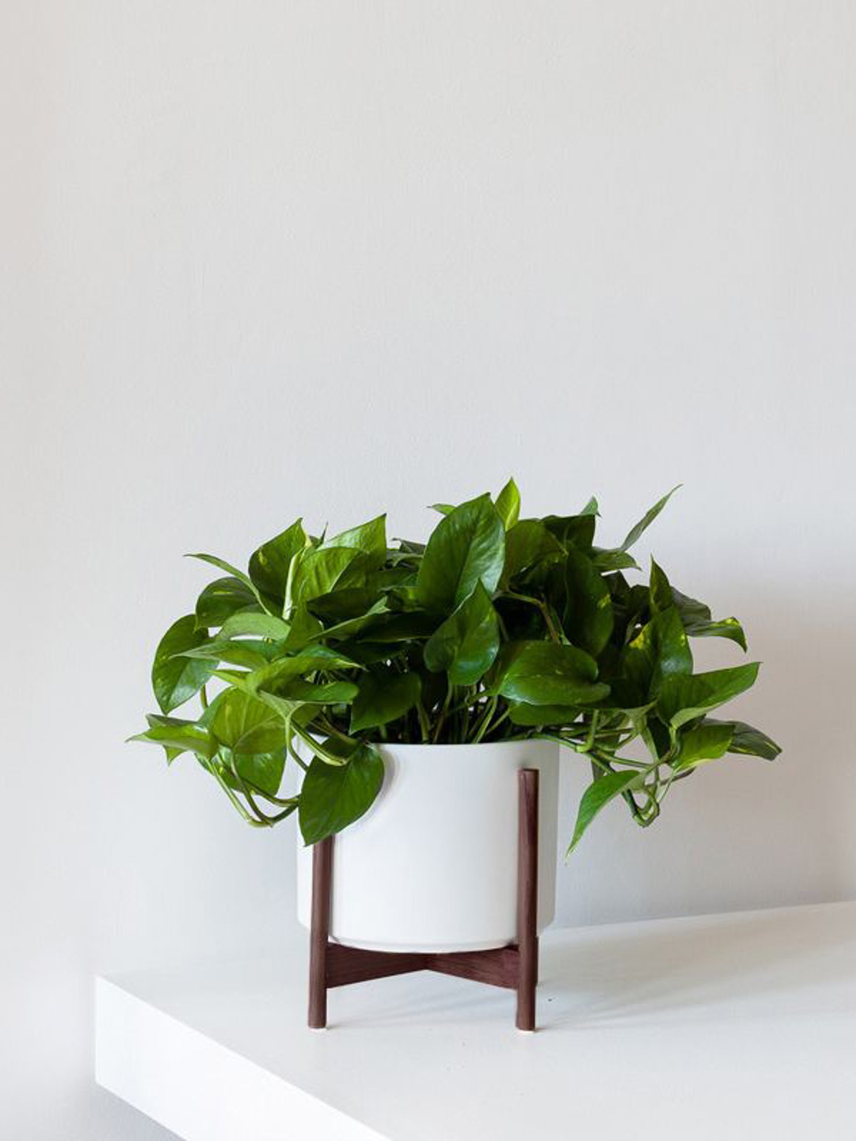 Leon & George Medium Cascading Pothos With Mid-century Ceramic Pot In White With Wood Stand