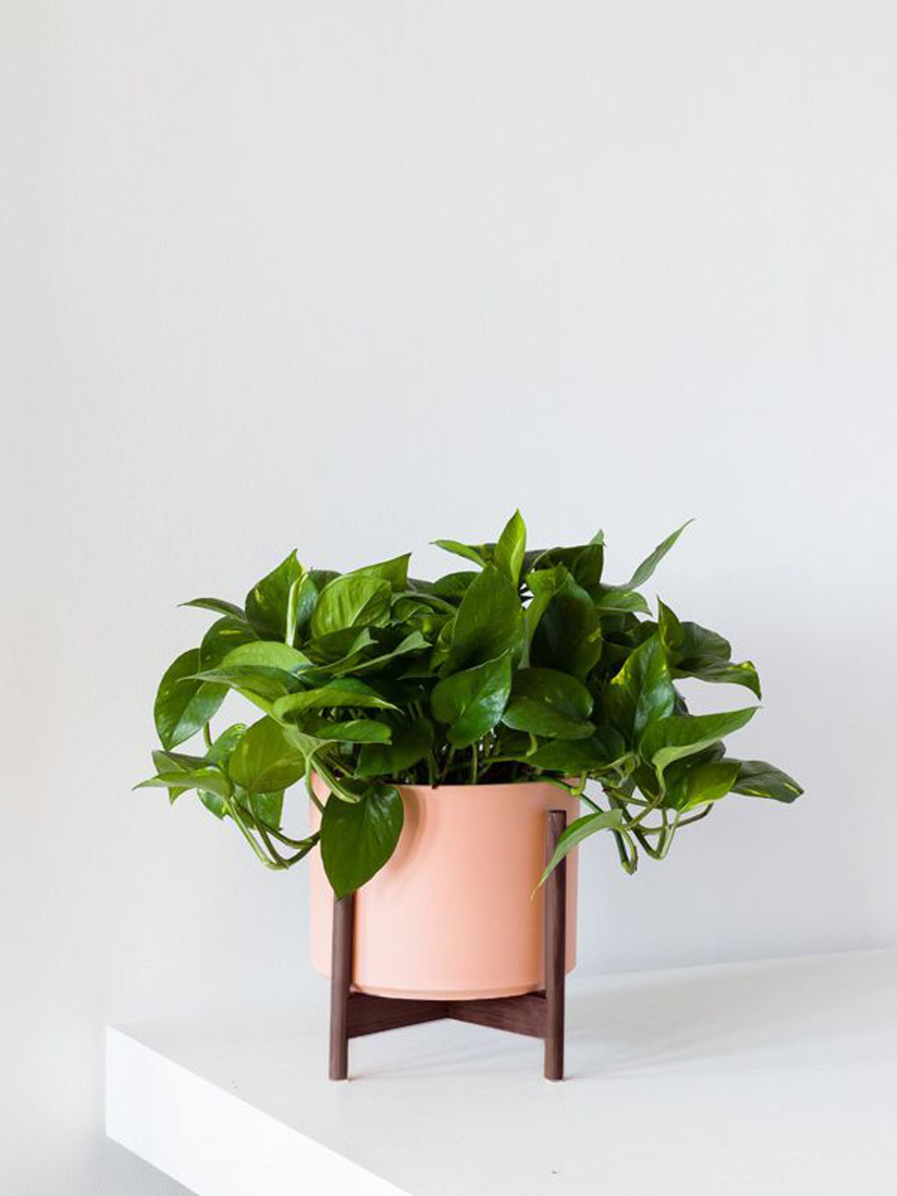Leon & George Medium Cascading Pothos With Mid-century Ceramic Pot In Coral With Wood Stand