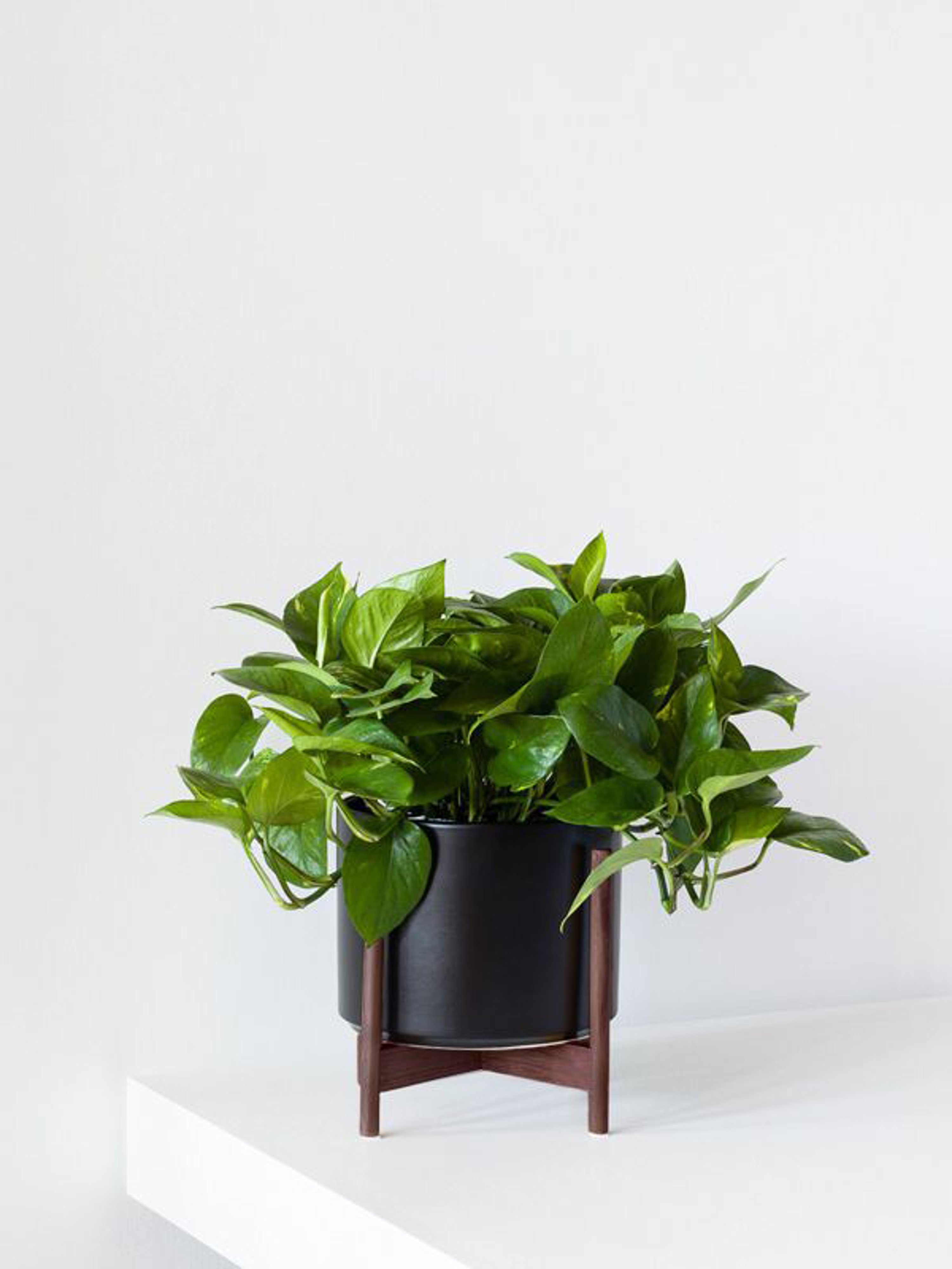 Leon & George Medium Cascading Pothos With Mid-century Ceramic Pot In Black With Wood Stand