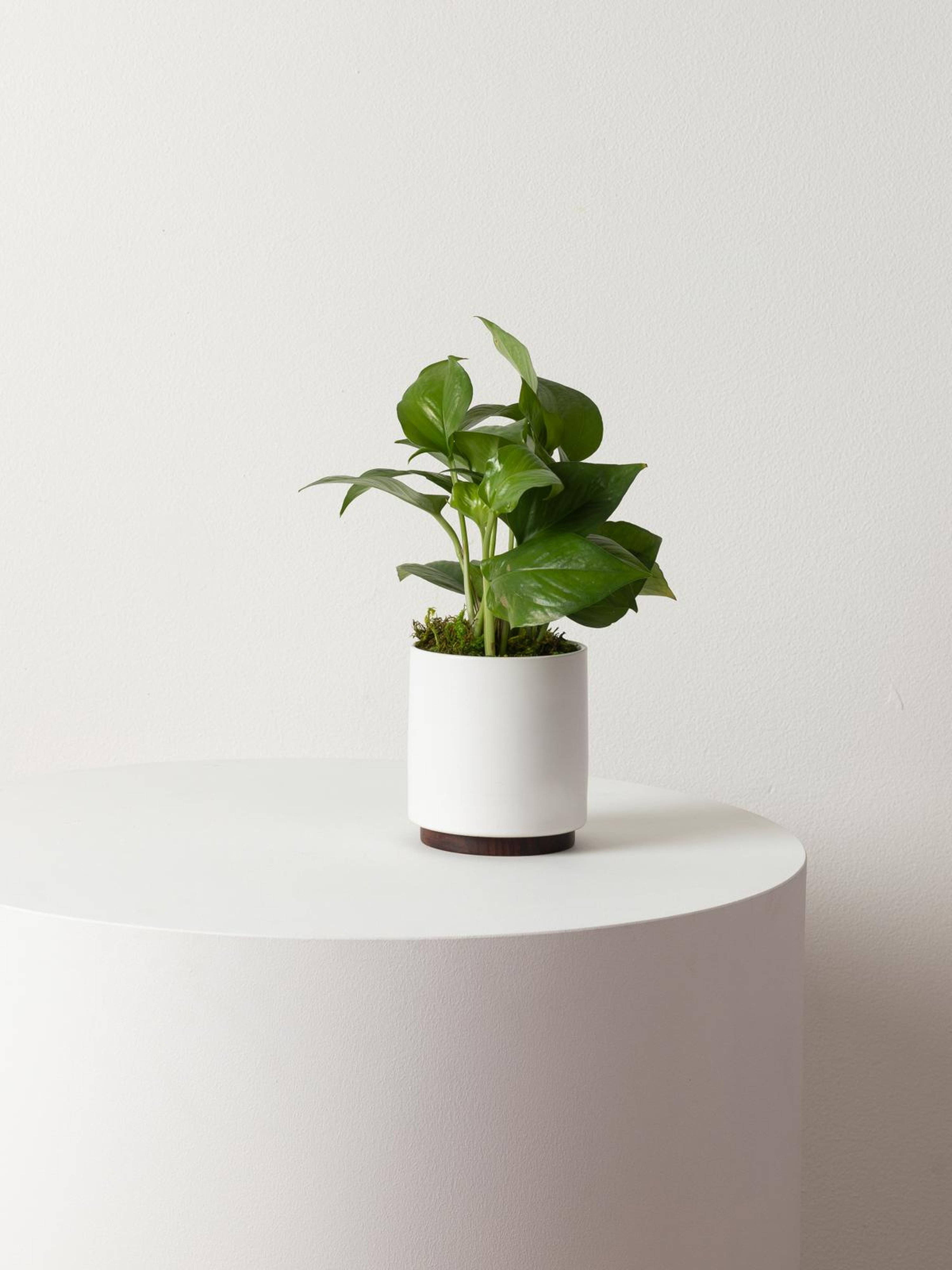 Leon & George Small Jade Pothos With Mid-century Ceramic Pot And Wood Plinth In White