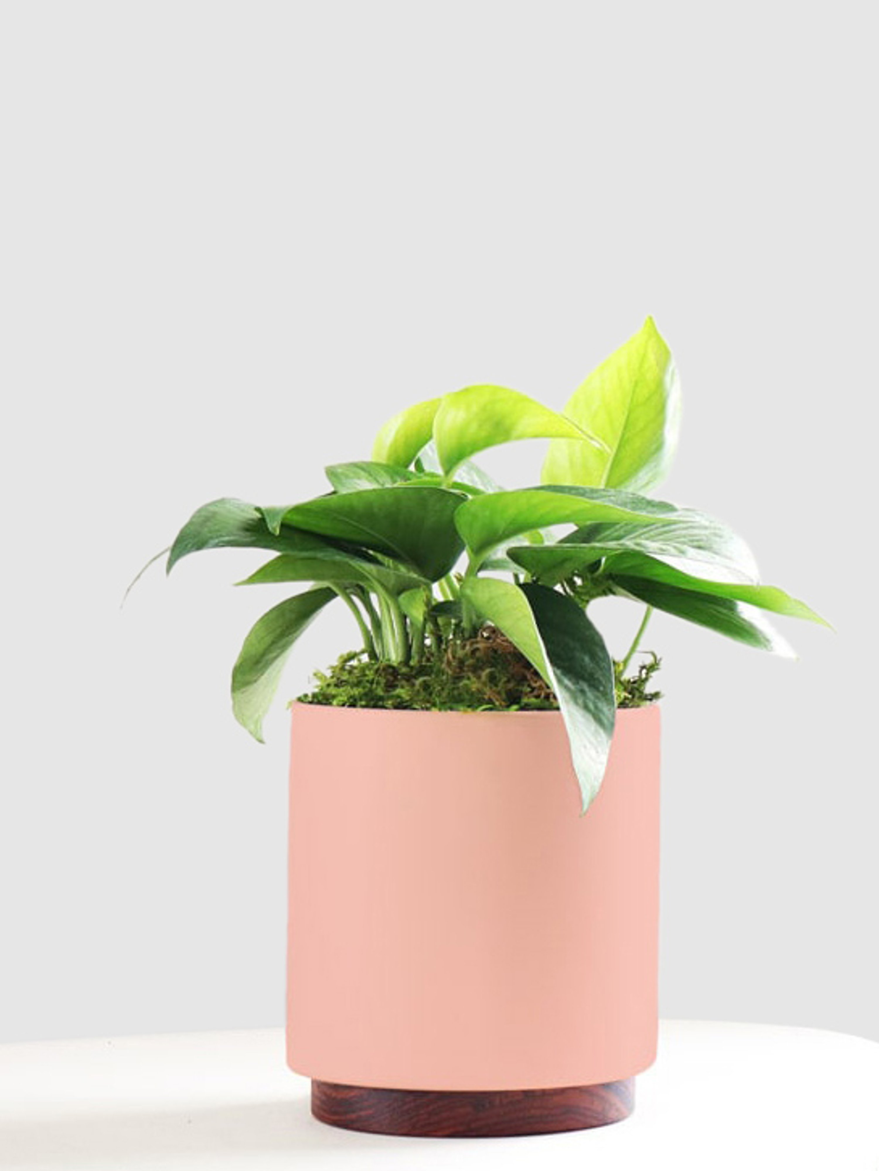 Leon & George Small Jade Pothos With Mid-century Ceramic Pot And Wood Plinth In Coral