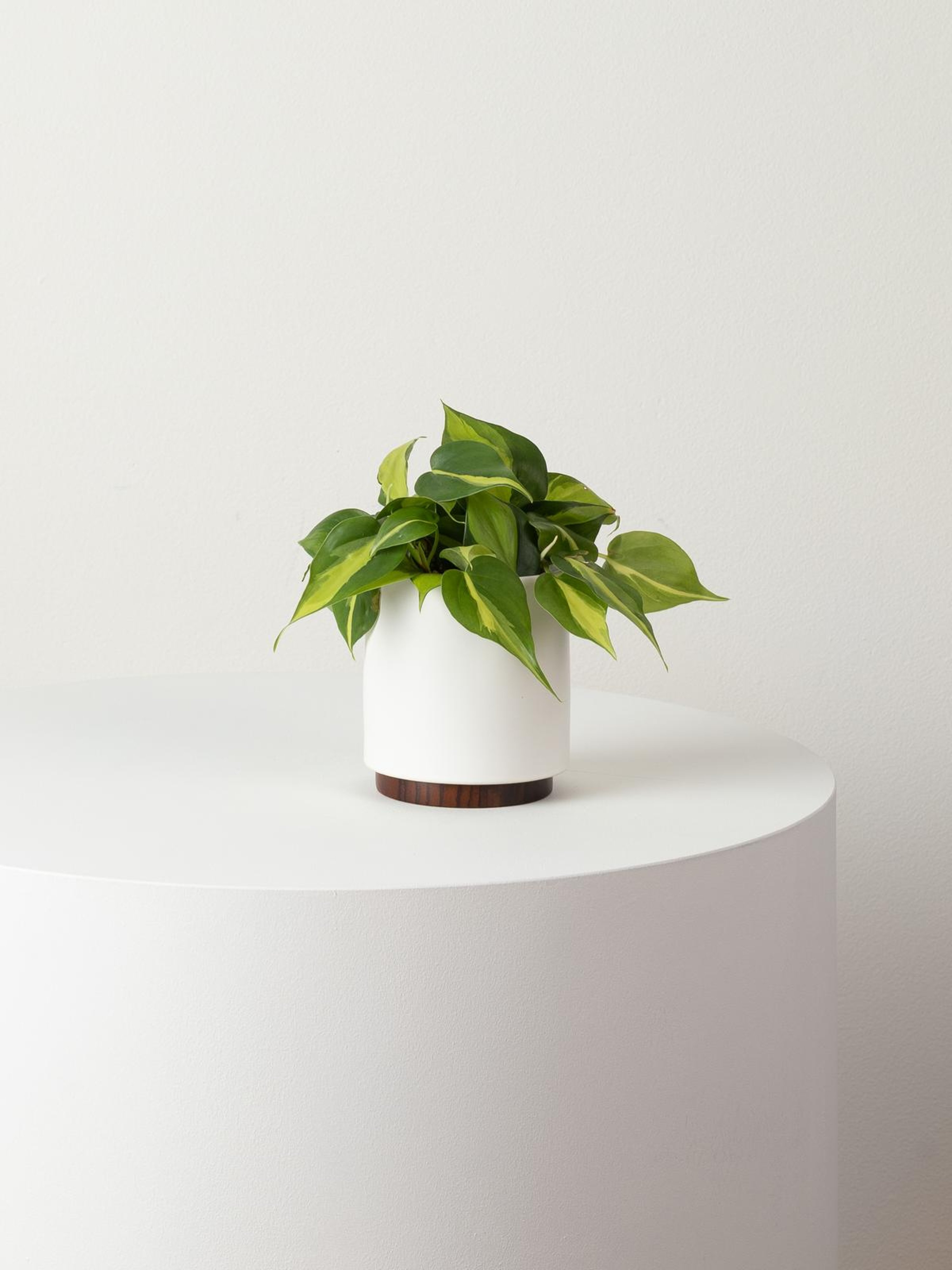 Leon & George Small Philodendron Brasil With Mid-century Ceramic Pot And Wood Plinth In White