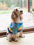 Dog Cotton Rainbow Boy Stripes Pajamas - Rainbow-stripes-boy