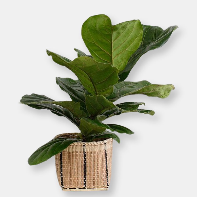 Neepa Hut 6" Fiddle Leaf Fig + Basket In Brown
