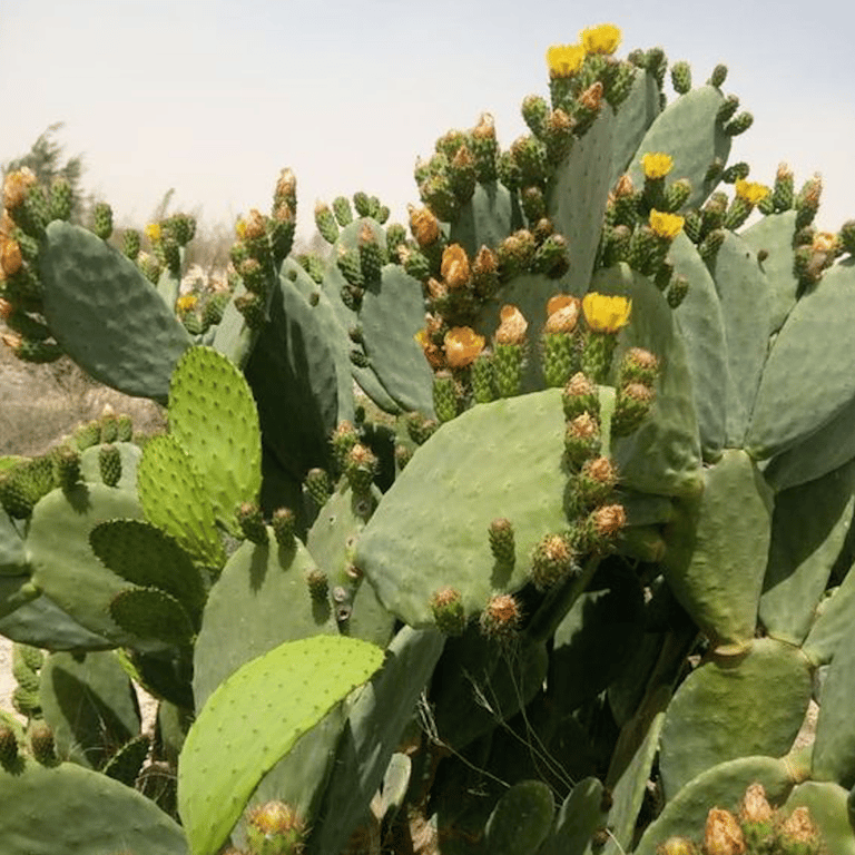 Hair Conditioner enriched with prickly pear