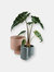 Platform Planters, The Contemporary Set (one Medium Coral and one Small Graphite)